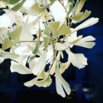 Gingko Chandelier F - Image 14