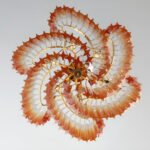 Murano Prism Chandelier - Image 19