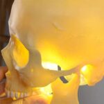 Skull Pendant Light - Image 20